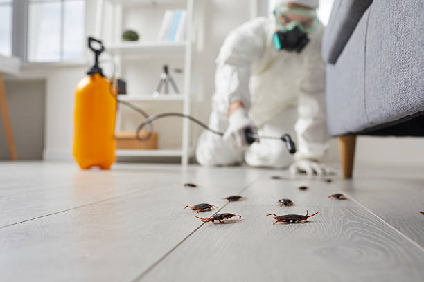 Commercial Kitchen Cockroach Control in Caldwell